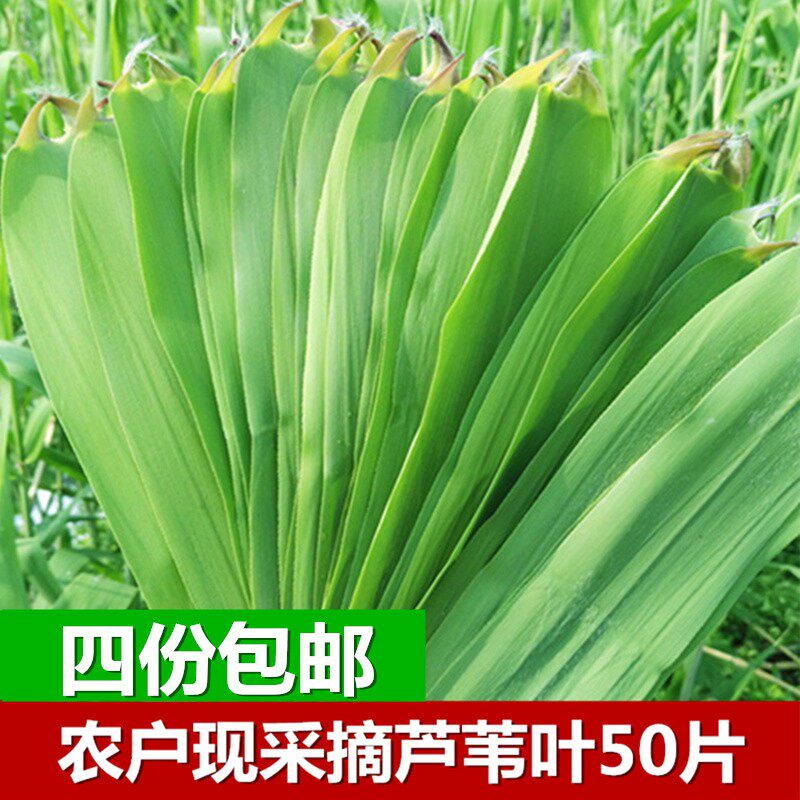 天然野生现摘粽叶新鲜免邮芦苇叶包粽子的叶子大粽叶苇叶一件50片