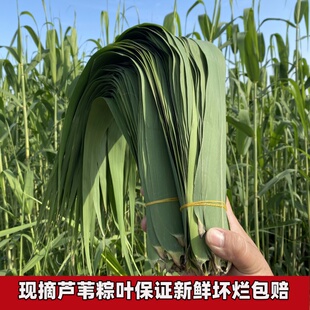 现摘鲜粽叶包粽子叶大粽叶芦苇叶箬叶野生大棕叶芦苇叶200片包邮