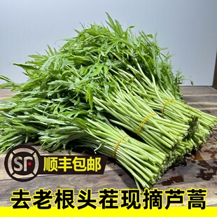 主播新鲜芦蒿现摘农家自种顺丰包邮藜蒿带叶黎蒿新鲜蔬菜泥蒿