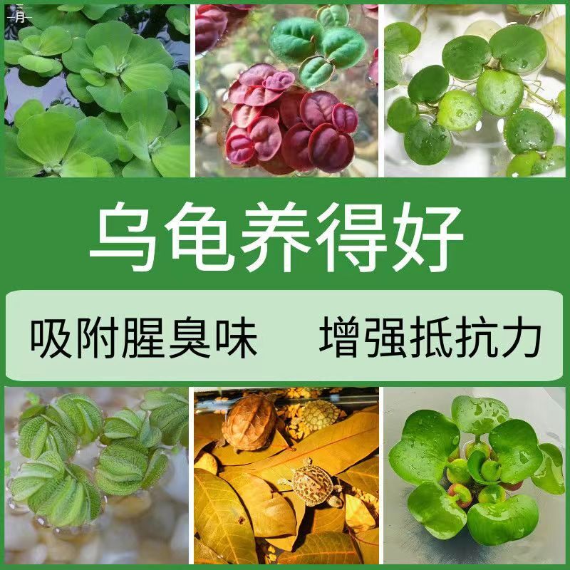 乌龟缸造景水草养龟专用生态草净化水质水葫芦浮萍植物绿植淡水阴