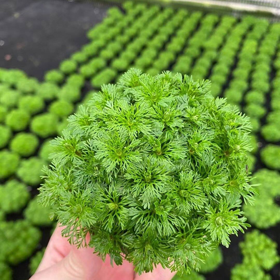 宝塔绿菊坨草生态缸微景观造景