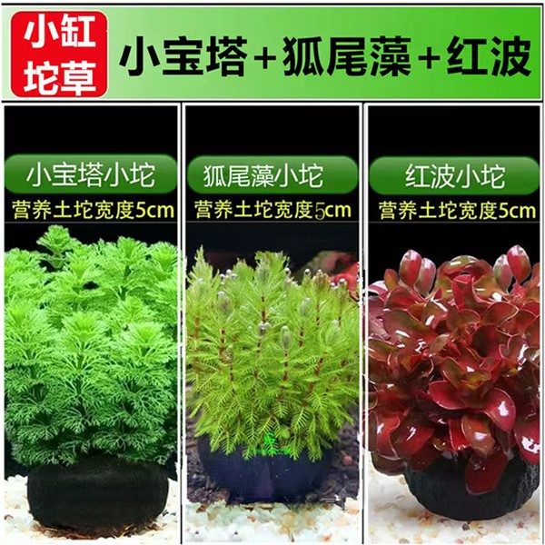 鱼缸桌面缸宝塔后景草增氧好养