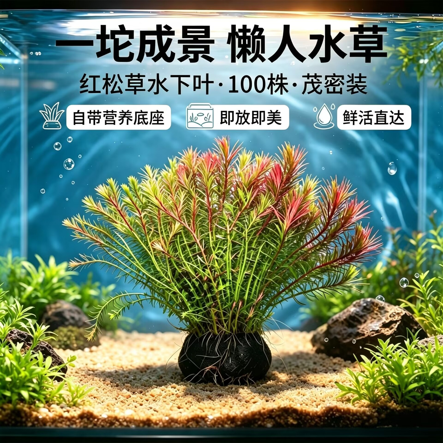 新手水草红绿松尾大坨草鱼缸造景