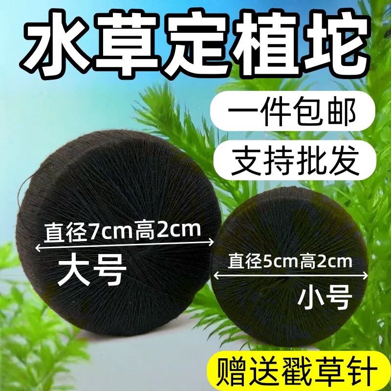 有机天然水草定植坨鱼缸造景育苗