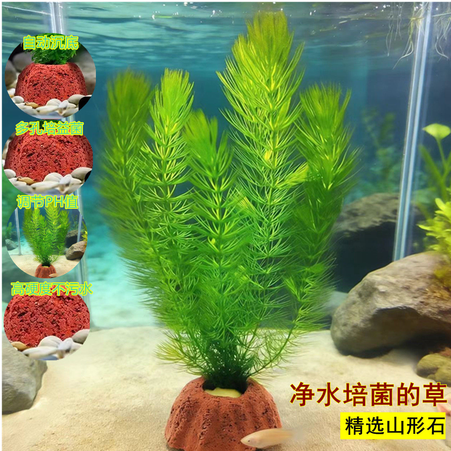 新手鱼缸专用水草金鱼藻耐低温制氧水培植物蜈蚣草绿菊淡水后景草 - 实物图