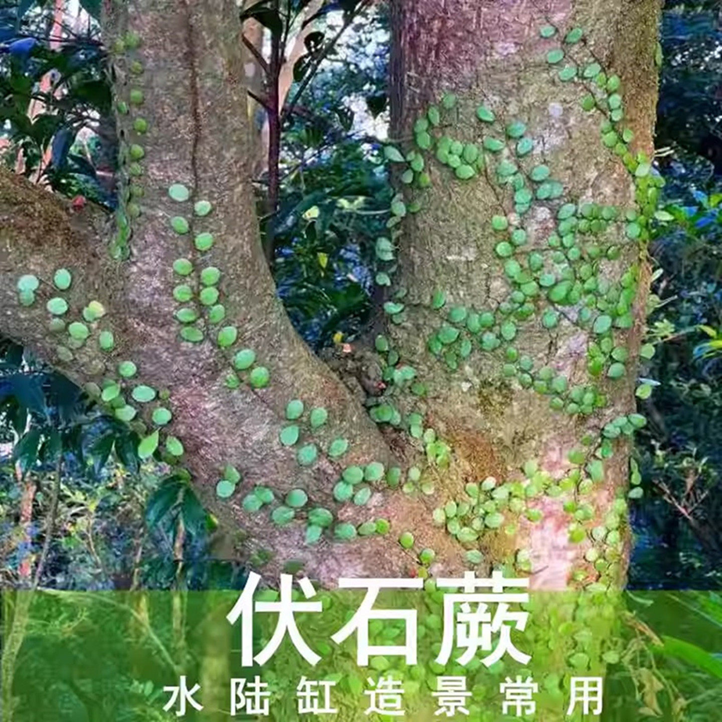 雨林假山缸造景绿植爬藤伏石蕨抱石莲喜阴观叶植物创意迷你小盆栽