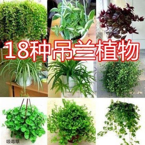 卷叶吊兰吊兰植物室内绿植常春藤桌面绿植