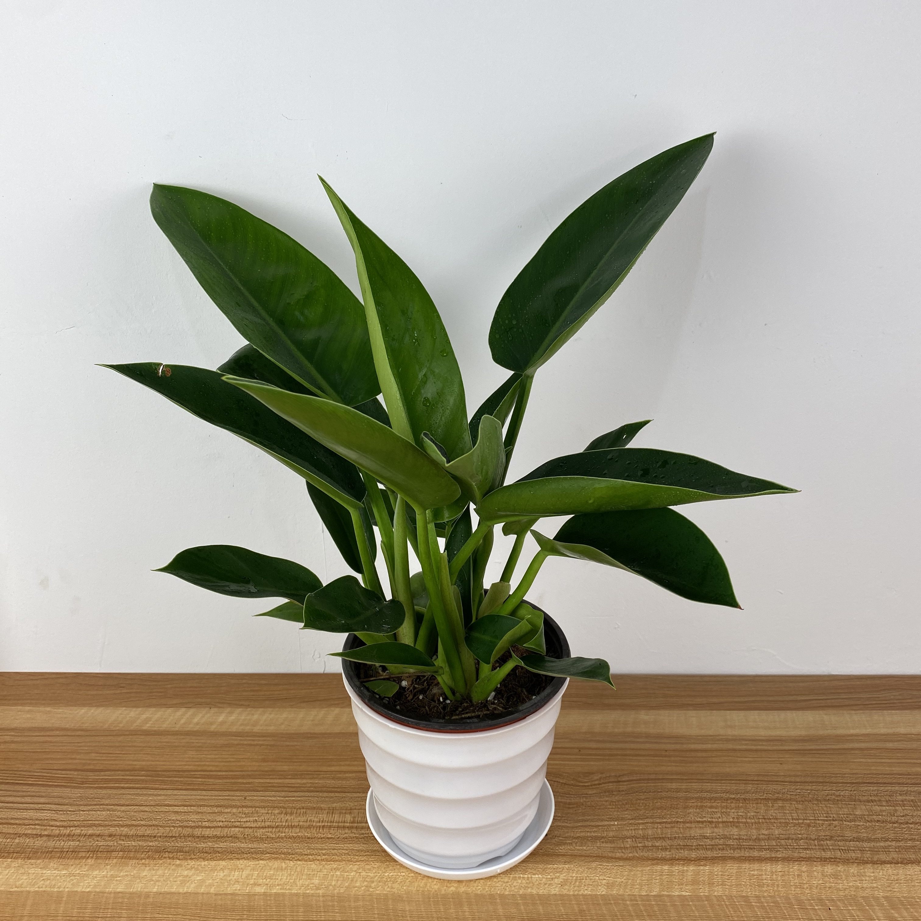 红钻盆栽招财植物 大叶金钻花卉室内大型绿植客厅 四季常青