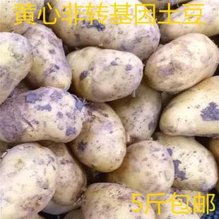 【金牌卖家】湖北宜昌恩施农家自种黄心小土豆洋芋马铃薯凉薯地瓜