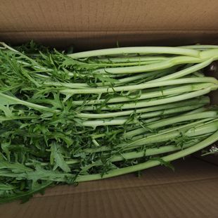 金牌賣家野生雪里紅野生臘菜時令茺菜新鮮蓯菜現(xiàn)摘現(xiàn)發(fā)5斤 包郵