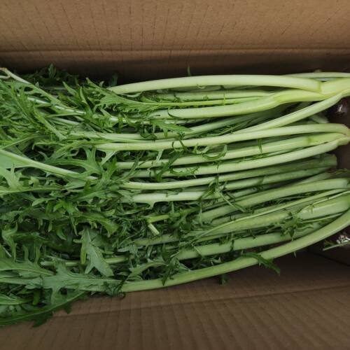 野生雪里红腊菜时令茺菜苁菜