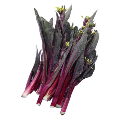 湖北特产新鲜嫩菜心洪山摘发