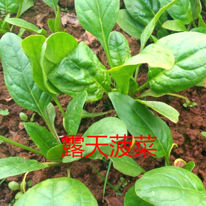 湖北农家露天种植霜后新鲜红根小菠菜时令火锅蔬菜3斤包邮