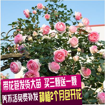 Ǿޱ»¨ÃçÌÙ±¾Ô¼¾´ó»¨Å¨ÏãÍ¥ÔºÅÀÌÙÖ²Îﻨ»ÜÅèÔÔÑǫ̂Ëļ¾Å·ÔÂõ¹å