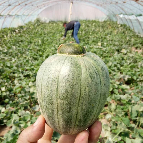 灯笼香瓜内蒙河套特产新鲜