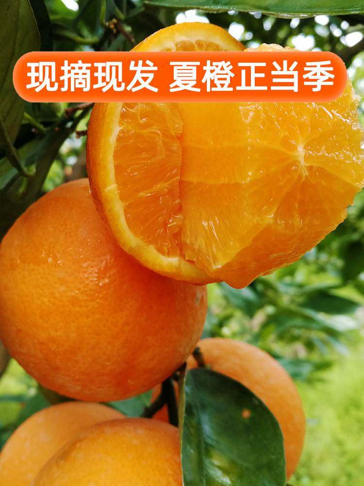 橙子广西桂林夏橙孕妇酸甜水果新鲜当季整箱10斤甜橙薄皮手剥脐橙
