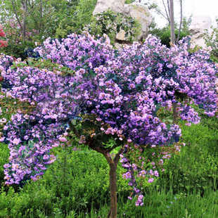 丁香花树苗四季开花名贵耐寒花树南北方绿化树苗四季丁香花苗包活