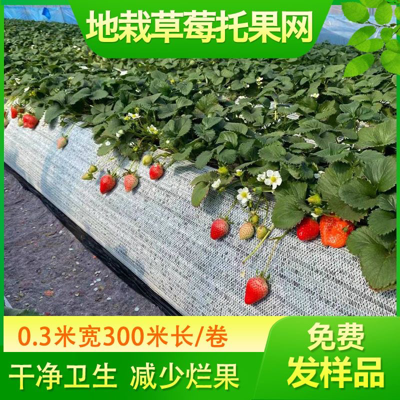 地栽草莓托果网草莓隔离网兜垫网白色遮阳网大棚草莓高架果托网