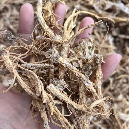 香菜根 中药材香菜根 正品香菜根250克包邮