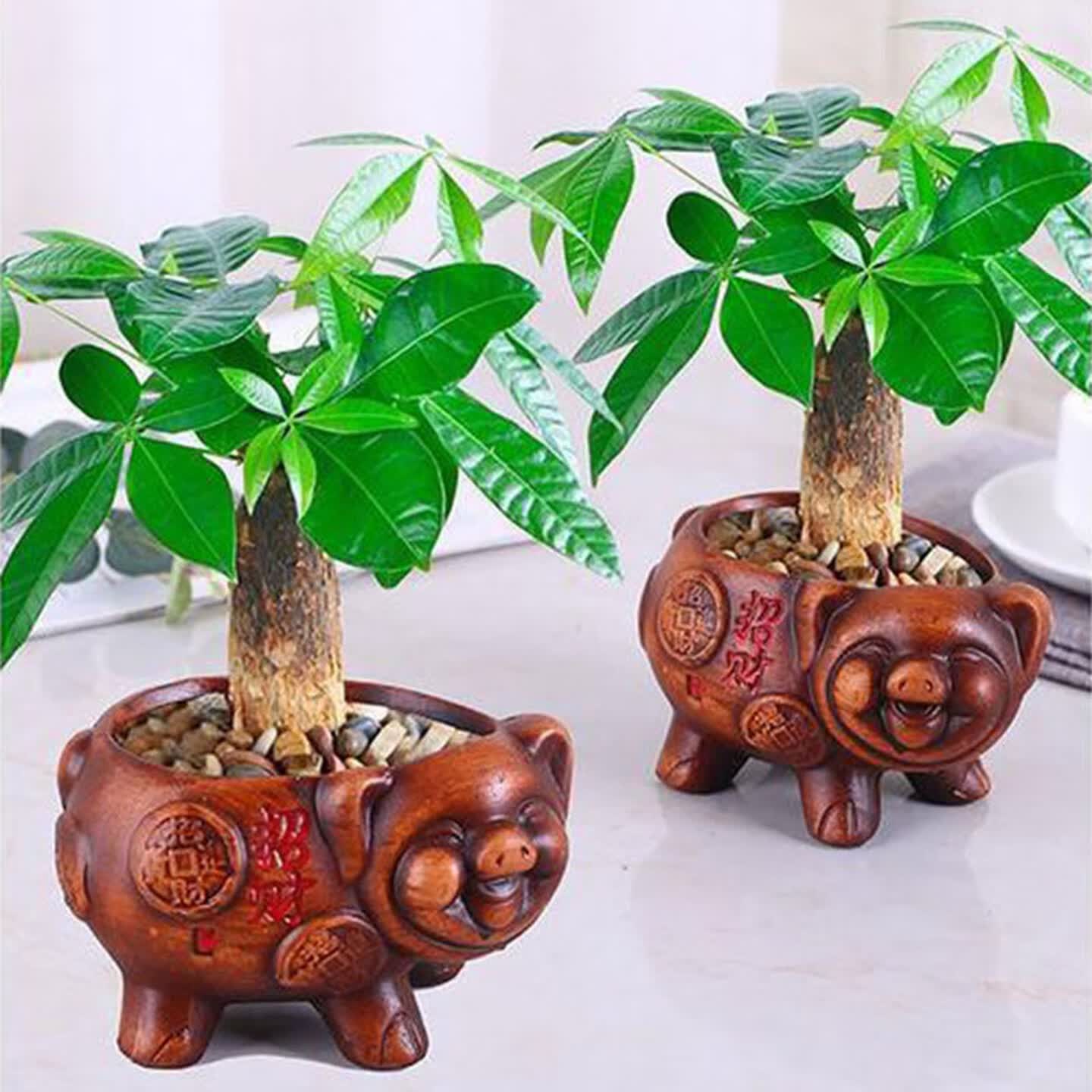 发财树盆栽绿植办公室内桌面小盆栽水培花卉植物摆件招财四季常青