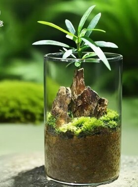 迷你微景观桌面摆件创意盆栽