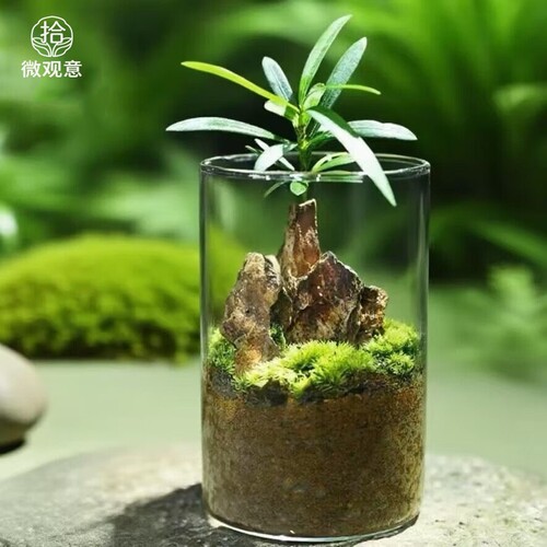 迷你微景观桌面摆件创意盆栽