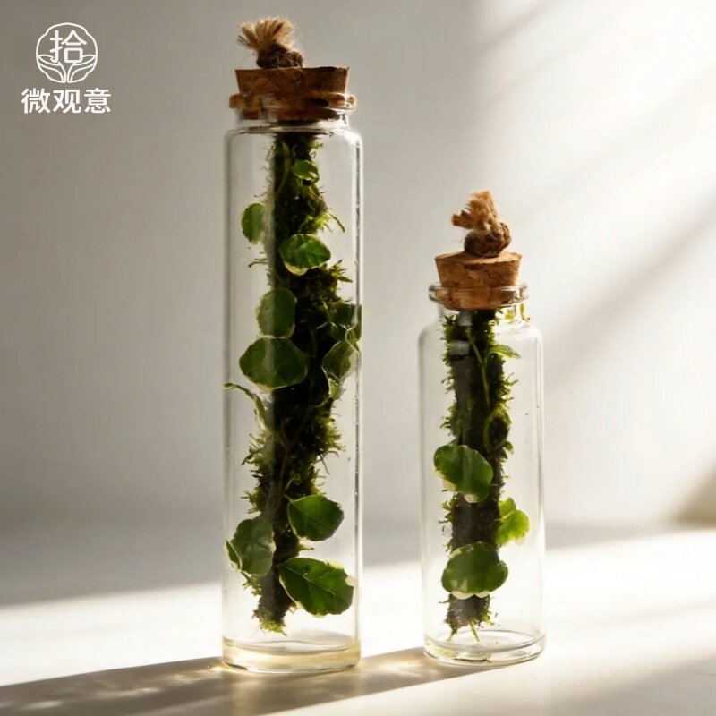 生态微景观花叶薛荔植物桌面创意摆件礼物室内懒人解压绿植装饰