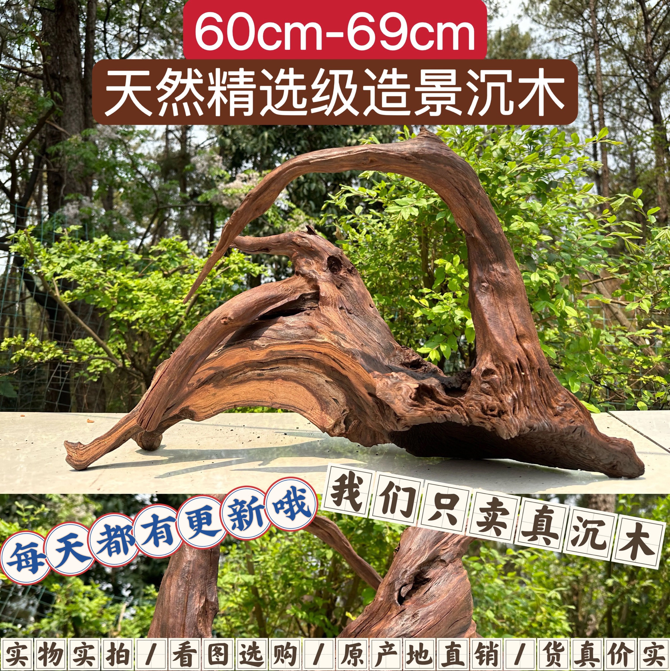 60cm-69cm水族鱼缸精品沉木紫柚木秒沉水拱桥南美多枝镂空摆件