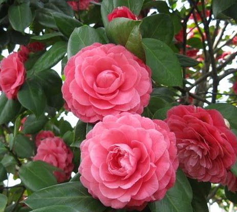 观花植物茶花原土带花苞庭院