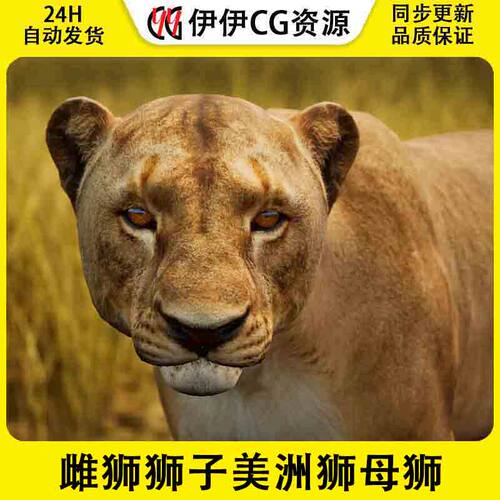 Unity3D Animalia - Lion (female)雌狮狮子美洲狮非洲狮子母狮