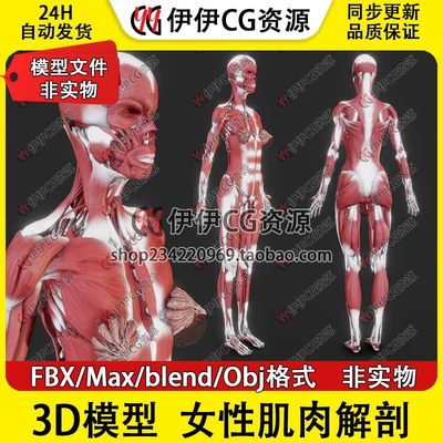 3D模型素材3Dmax医学结构解剖女性人体肌肉群结构乳腺FBX blender