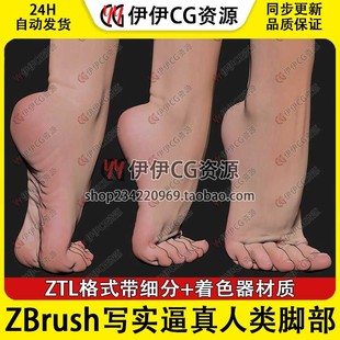 ZBrush写实ZTL逼真人类部位脚部3D模型人类脚丫子脚部带细分素材