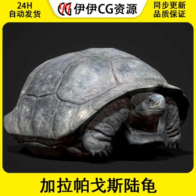 Galapagos Tortoise加拉帕戈斯陆龟角色NPC动画草原环境UE4游戏