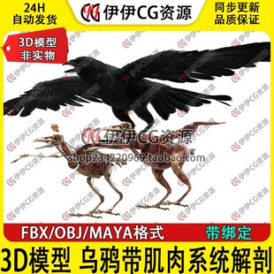 3D模型maya写实动物乌鸦鸟类绑定骨骼肌肉飞禽有控制器turbosquid