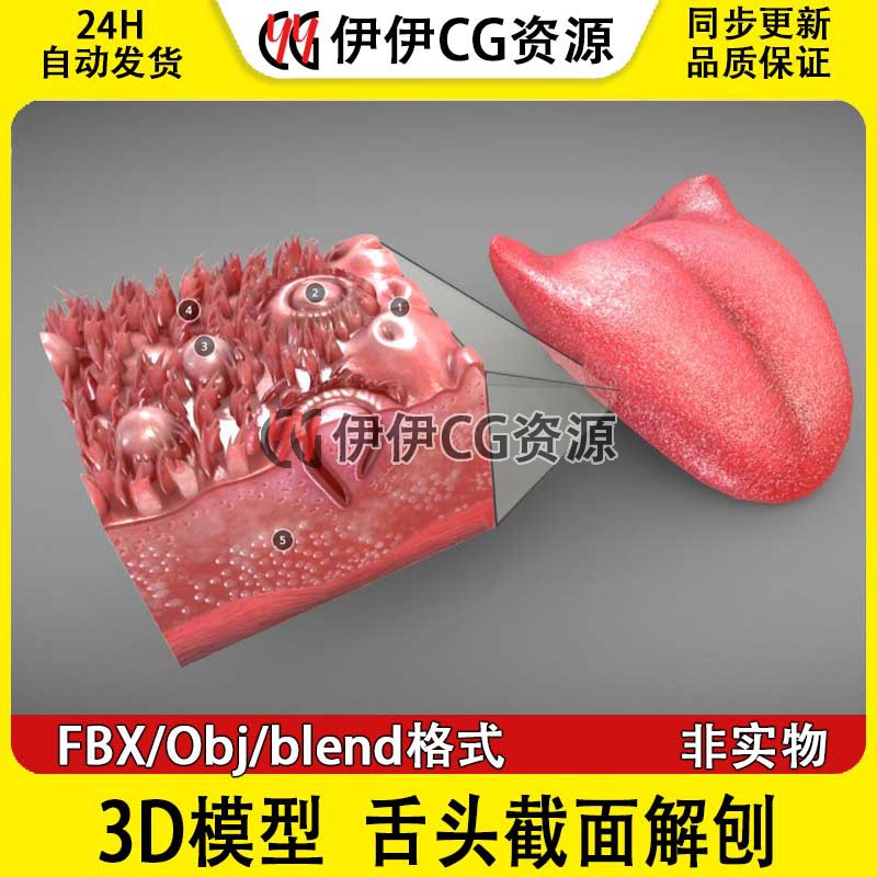 3D模型FBX医学模型舌头截面解刨PBR材质舌苔舌头舌面Tongue