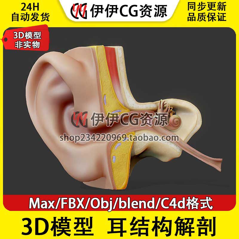 3D模型素材3Dmax医学模型人体耳朵结构解刨耳道听小骨耳蜗耳部