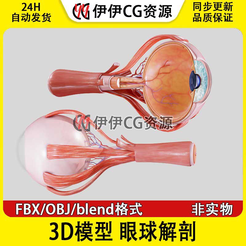 眼睛眼球生物医学解剖3D模型建模blender素材OBJ文件FBX下载人体