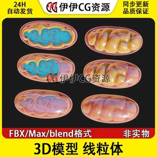 3D模型3Dmax文件FBX微生物模型线粒体解剖生物细胞细胞器真核细胞