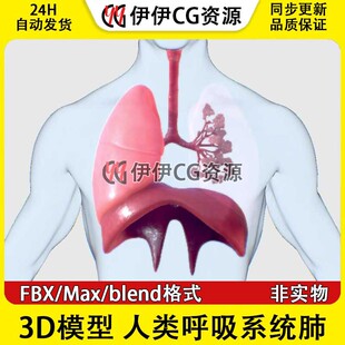 3D模型素材3Dmax医学呼吸系统肺人体肺部组织支气管肺泡喉管肺叶