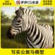 UE4虚幻5 写实公斑马模型带动画 male Animalia Zebra