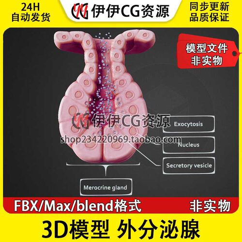 3D模型素材3Dmax文件医学模型解刨外分泌腺 分泌泡 胞吐 局泌腺