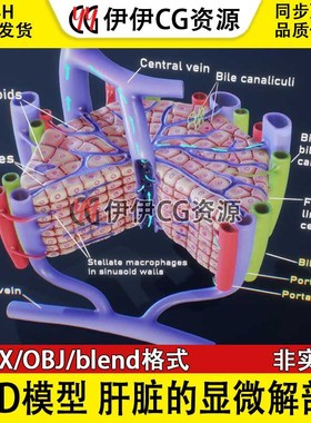 3D模型FBX医学结构解剖肝脏显微解剖肝脏细胞肝小叶PBR材质blend