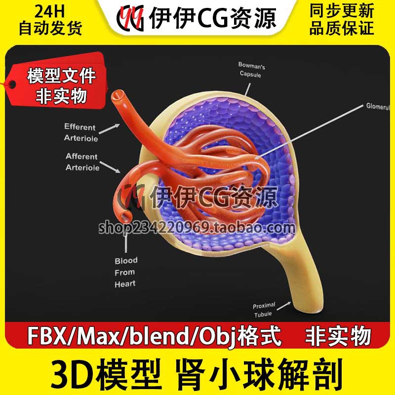 3D模型FBX医学模型3Dmax肾部位肾脏内脏肾小球切面结构PBR Blend