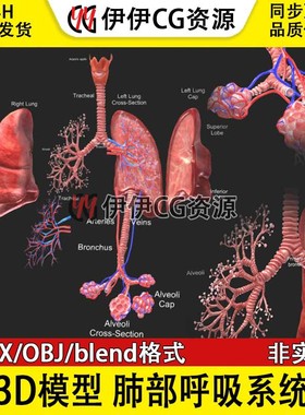3D模型FBX医学结构解剖肺部解刨呼吸系统LUNGS人体器官PBR材质