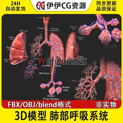 3D模型FBX医学结构解剖肺部解刨呼吸系统LUNGS人体器官PBR材质