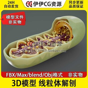 3D模型3Dmax医学结构解剖blender线粒体解剖横截面细节生物科学