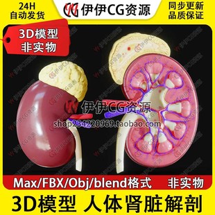3D模型FBX医学人体人体肾脏解剖剖面blend大脑组织肾动脉静脉PBR