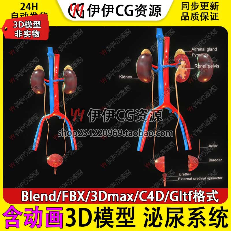 3D模型Blend医学人体泌尿系统肾脏解剖输尿管膀胱尿道FBX骨盆C4D
