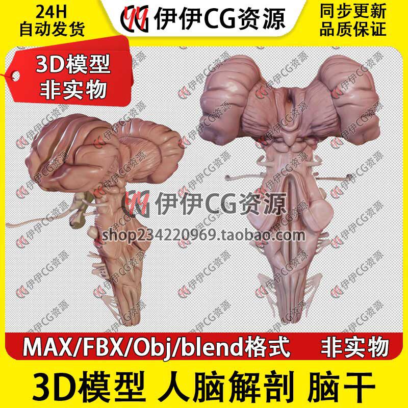 3D模型3Dmax医学人脑解剖人体脑干中脑视交叉脑桥延髓垂体FBX文件