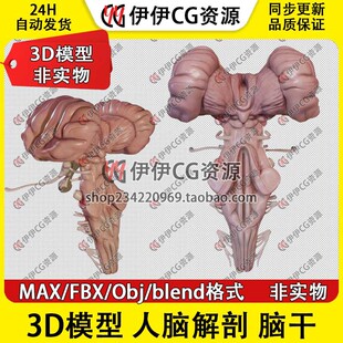 3D模型3Dmax医学人脑解剖人体脑干中脑视交叉脑桥延髓垂体FBX文件